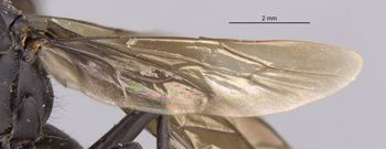 Media type: image;   Entomology 13688 Aspect: Wing hind